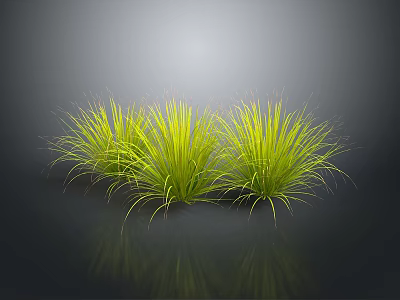 Green Grass Plants With Tall Feathery Leaves Three Clumps Against Dark Background With Reflective Surface 3d model