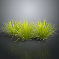 Green Grass Plants With Tall Feathery Leaves Three Clumps Against Dark Background With Reflective Surface