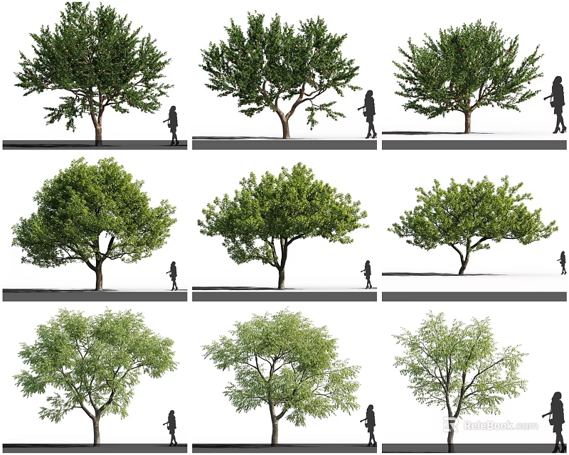 Different Tree Varieties With Various Canopies And Human Figures For Scale 3d model