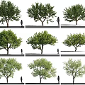 Different Tree Varieties With Various Canopies And Human Figures For Scale 3d model