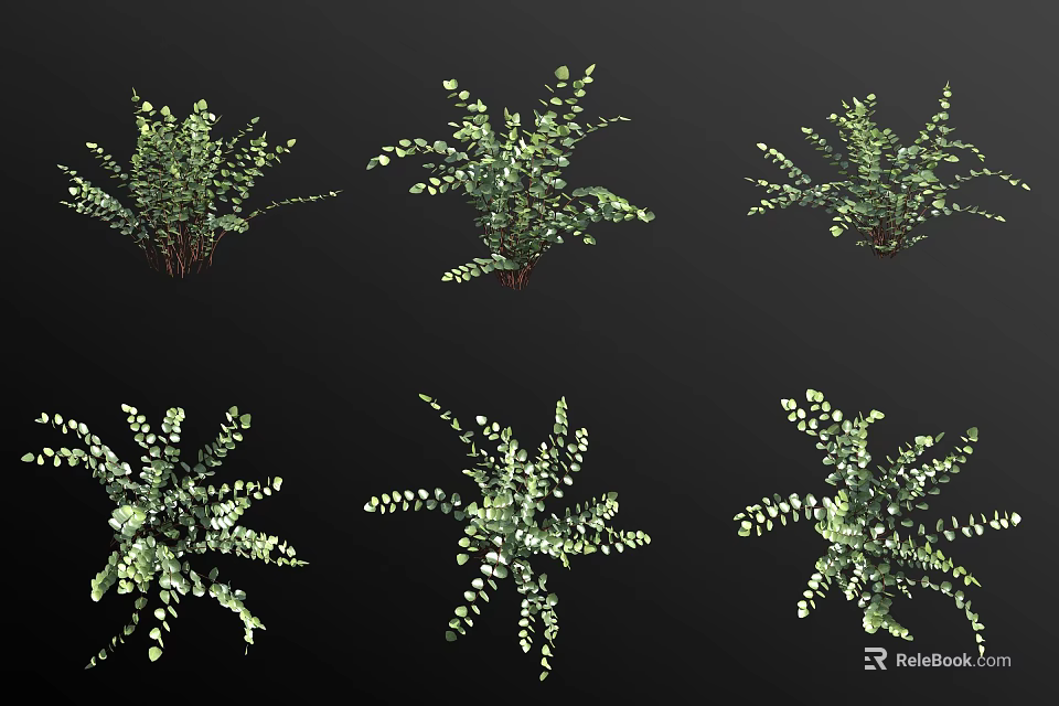 Indoor Green Fern Plants with Delicate Leaves and Lush Foliage for Decoration 3d model 