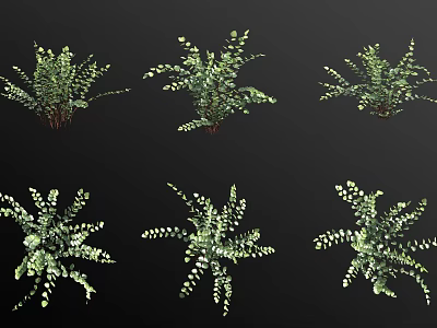 Indoor Green Fern Plants with Delicate Leaves and Lush Foliage for Decoration 3d model