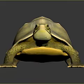 Turtle Cartoon Turtle Snapping Turtle Chickbill Turtle Reptile Cold Blooded Animal Reptile Class 3d model