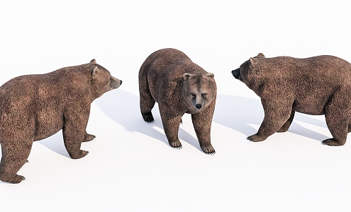 Modern brown bear animals 3d model