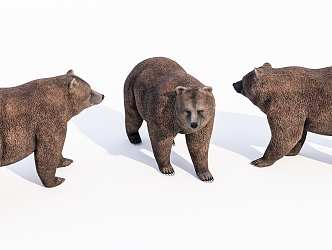 Modern brown bear animals 3d model