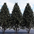 European boxwood landscape shrubs shrubs shrubs shrubs deciduous shrubs small trees dwarf trees 3d model