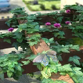 Natural Pergola Covered With Green Vines Purple Flowers And A Butterfly