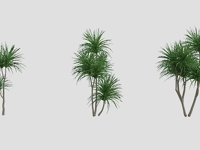 Group Of Tropical Trees With Lush Green Foliage And Slender Trunks 3d model