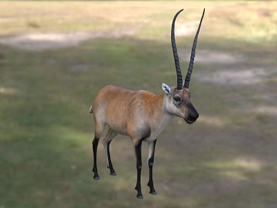 Majestic Horned Reptile Standing On Green Grassland In Natural Habitat 3d model