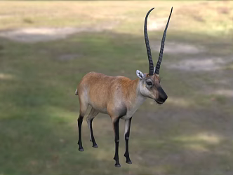 Modern Tibetan Antelope Animal Creatures 3d model