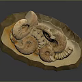 Decorative Household Item With Ammonite Fossils And Golden Stone Base