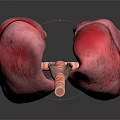 3D Rendered Human Lung Model With Trachea And Bronchi On Dark Background