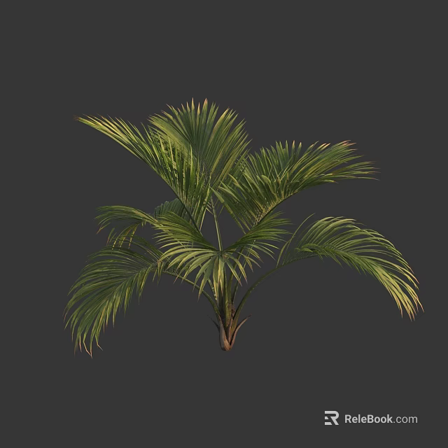 Tall Lush Tropical Palm Tree With Vibrant Green Feathery Leaves And Brown Trunk 3d model 