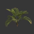 Tall Lush Tropical Palm Tree With Vibrant Green Feathery Leaves And Brown Trunk