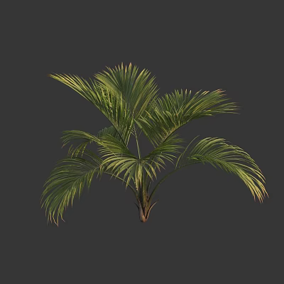 Tall Lush Tropical Palm Tree With Vibrant Green Feathery Leaves And Brown Trunk 3d model