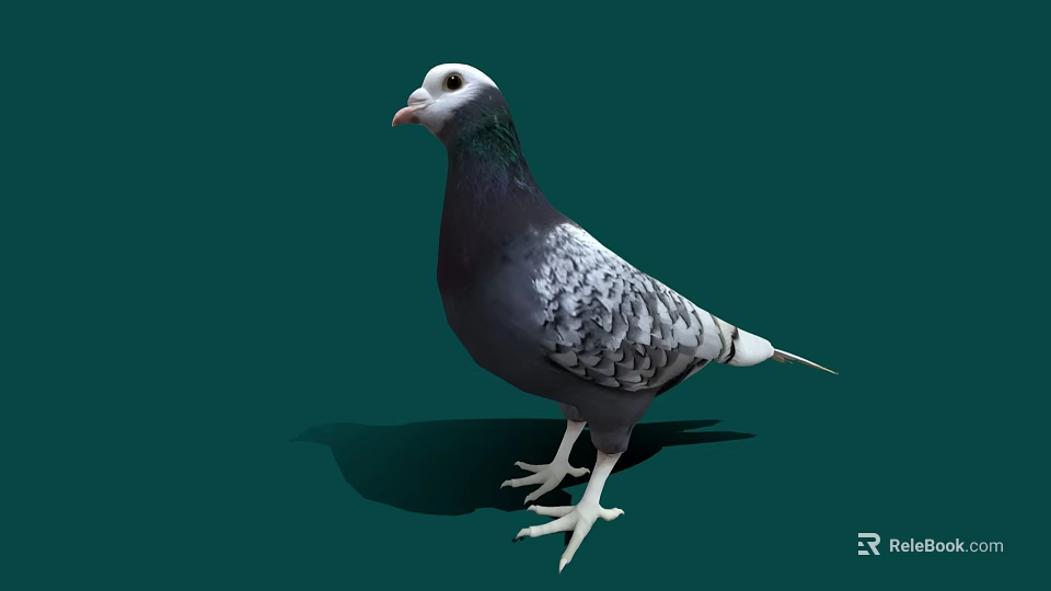 A White Head Pigeon with Purple Neck and Grayish Black Body Standing on Green Background 3d model 
