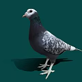 A White Head Pigeon with Purple Neck and Grayish Black Body Standing on Green Background