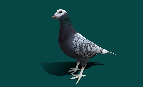 Modern Dove Cartoon Pigeon 3d model