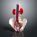 Detailed Human Abdominal Organs Anatomy Showing Kidneys Spine And Blood Vessels