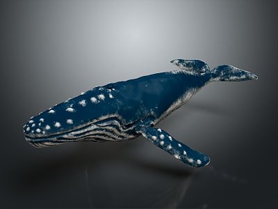 whale cartoon whale mammal marine mammal marine animal fish freshwater fish marine fish 3d model