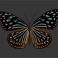 Modern Butterfly Colored Butterfly Tabby Butterfly Leaf Butterfly 3d model