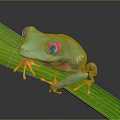 Red Eyed Tree Frog With Green Body Perched On Vibrant Green Leaf