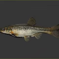 Realistic Fish Sculpture With Intricate Scales And Lifelike Fin Details