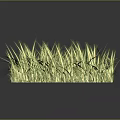Yellowish Green Grass with Slender Leaves in Clump Growth on Dark Background with Reflection