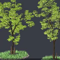 Two Arbor Trees With Lush Green Leaves Trunk Grass And Stones
