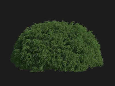 Vibrant Green Round Shrub With Lush Dense Foliage On Black Background 3d model
