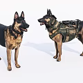 Two German Shepherd Dogs One With Tactical Vest Standing Together