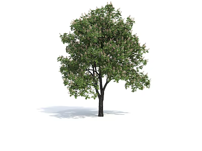 Deciduous Tree With Dark Trunk Dense Green Foliage And White Flowers On White Background 3d model