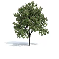 Deciduous Tree With Dark Trunk Dense Green Foliage And White Flowers On White Background