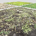 Diverse Natural Ground Scenes With Green Grass Moss And Fallen Leaves