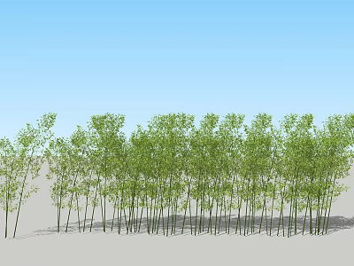 Tall Bamboo Grove With Lush Leaves Neatly Arranged Under Blue Sky On Sandy Ground 3d model