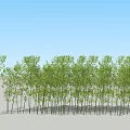Tall Bamboo Grove With Lush Leaves Neatly Arranged Under Blue Sky On Sandy Ground