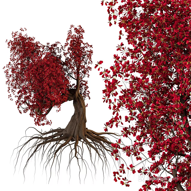 Red Leaf Ornamental Tree With Exposed Roots Lush Foliage And Distinctive Trunk 3d model 