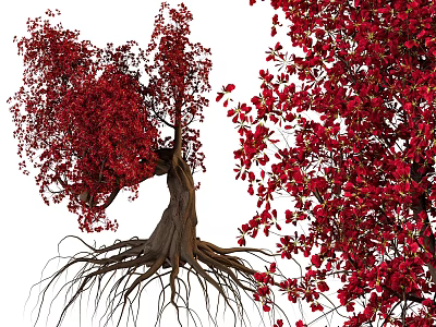 Red Leaf Ornamental Tree With Exposed Roots Lush Foliage And Distinctive Trunk 3d model