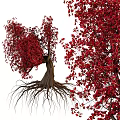 Red Leaf Ornamental Tree With Exposed Roots Lush Foliage And Distinctive Trunk 3d model