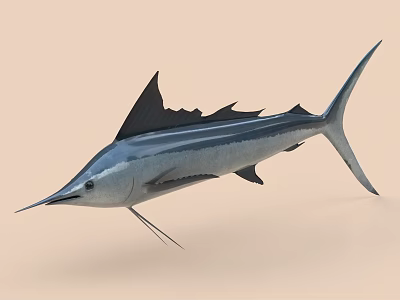 Swordfish With Silver Blue Streamlined Body Long Bill And Dorsal Fin 3d model