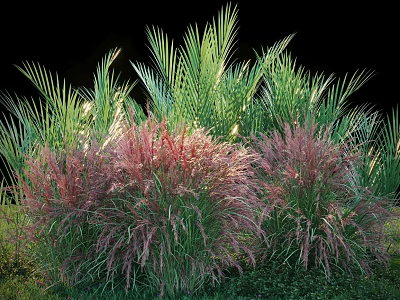 Colorful Ornamental Garden Shrubs With Lush Green And Red Foliage For Landscaping 3d model