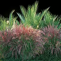 Colorful Ornamental Garden Shrubs With Lush Green And Red Foliage For Landscaping