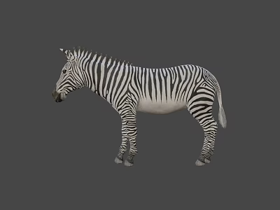 Zebra With Black And White Stripes Standing On Gray Background 3d model