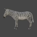 Zebra With Black And White Stripes Standing On Gray Background 3d model