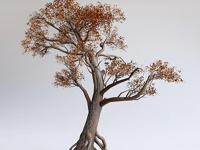 Deciduous Arbor With Thick Trunk Exposed Roots And Brown Leaves 3d model