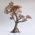 Deciduous Arbor With Thick Trunk Exposed Roots And Brown Leaves 3d model