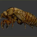 Detailed 3D Rendered Beetle With Brown Yellow Carapace And Leg Details On Gray Background