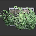Bonsai Pine Tree with Lush Green Foliage Exposed Roots Artistically Shaped Branches in Rectangular Container