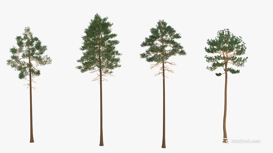 Tall Green Trees With Straight Trunks And Lush Foliage Arranged In A Row 3d model 