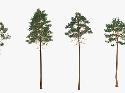 Tall Green Trees With Straight Trunks And Lush Foliage Arranged In A Row 3d model